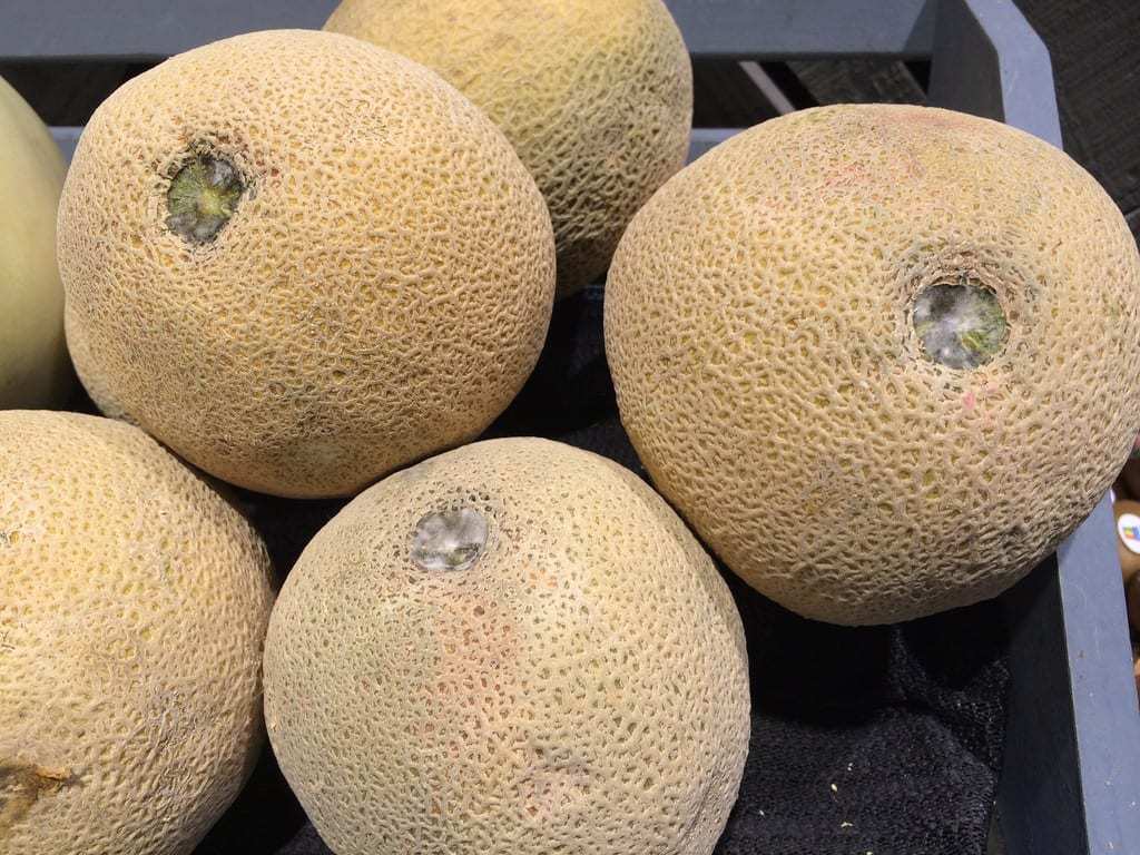 Cantaloupe