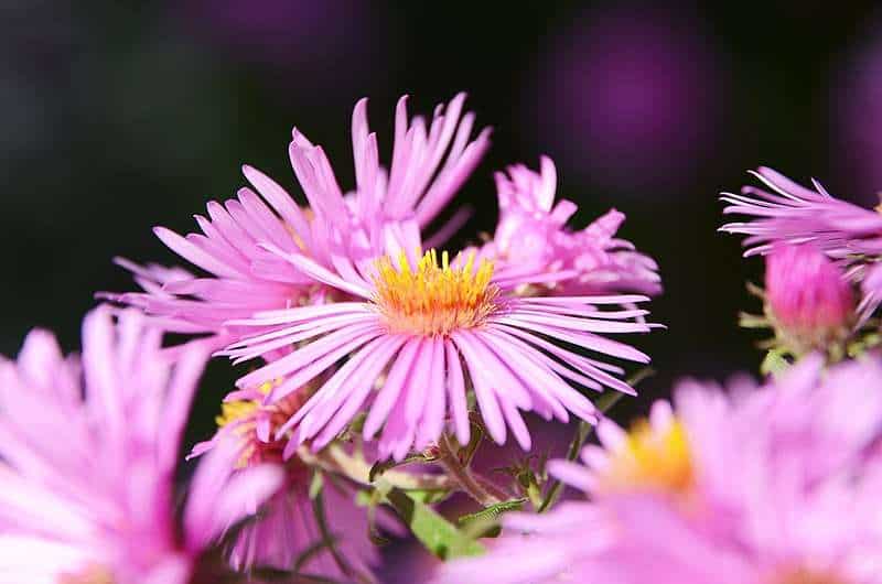 Flores para el amor y San Valentín: Asters