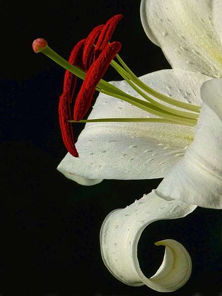 Flowers for love and Valentine&#39;s Day: Casablanca lilies