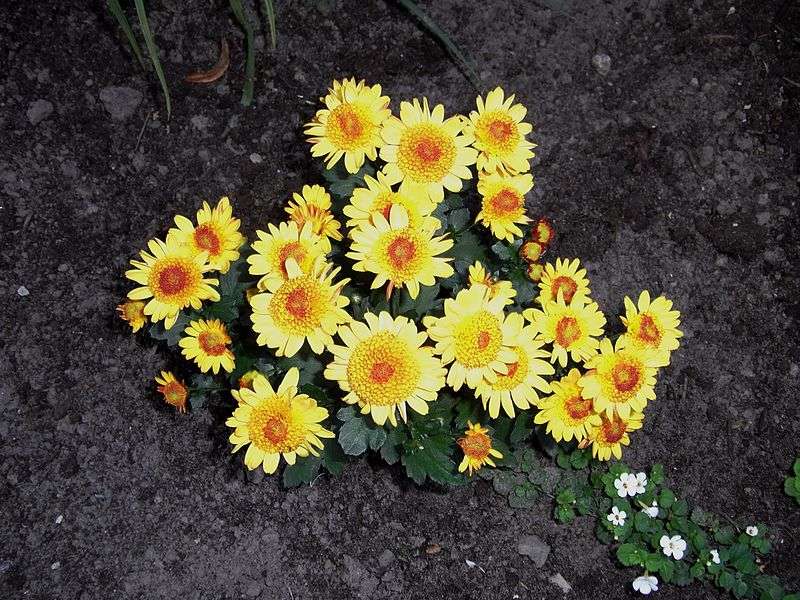 Blumen für die Liebe und den Valentinstag: Chrysanthemen