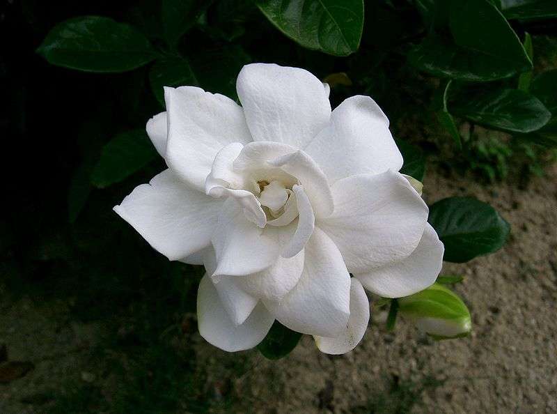 Flowers for love and Valentine&#39;s Day: gardenias