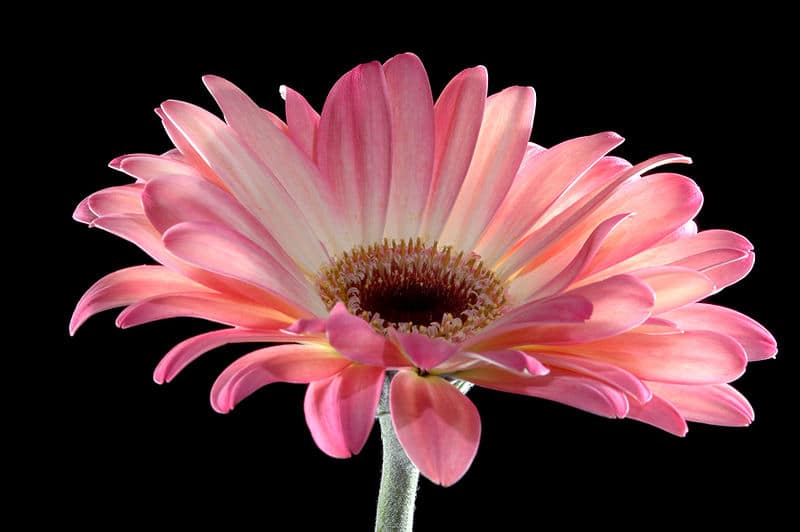 Blumen für die Liebe und den Valentinstag: Gerbera