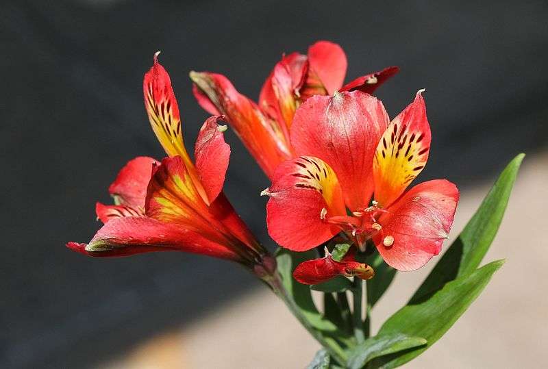 Flowers for love and Valentine&#39;s Day: Alsca lilies