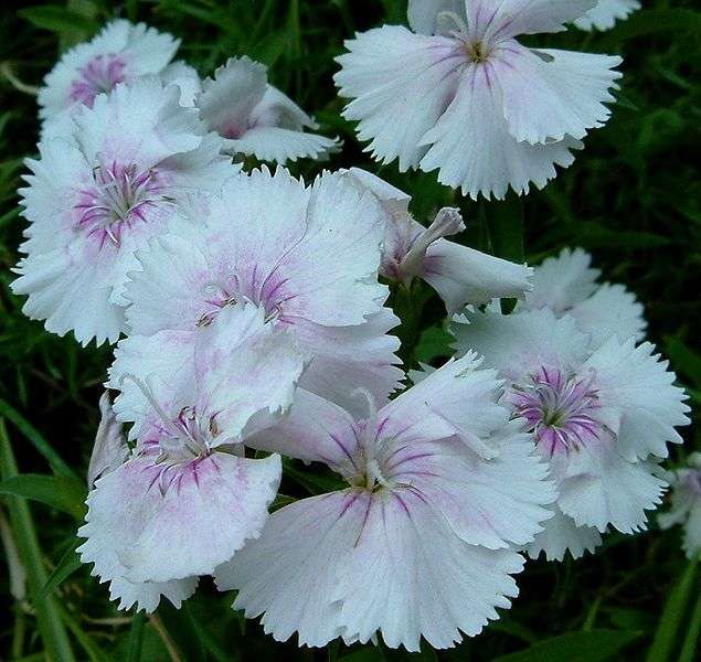 Flores para el amor y San Valentín: claveles