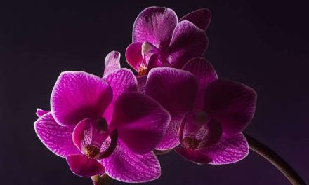Blumen und die Liebe – Was die beliebtesten Valentins-Blumen bedeuten