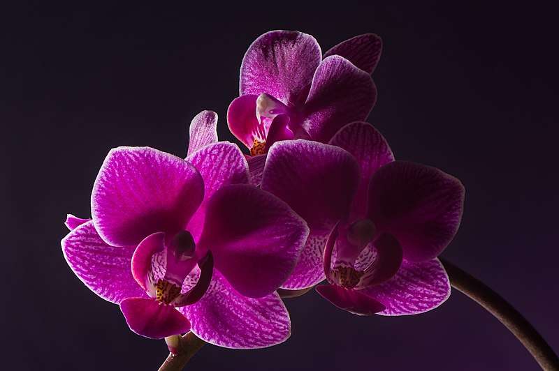 Flowers for love and Valentine&#39;s Day: orchids