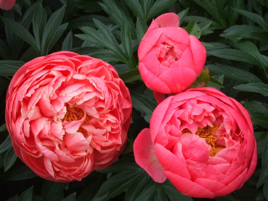 Flowers for love and Valentine&#39;s Day: peonies