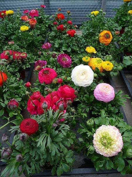 Flowers for love and Valentine&#39;s Day: ranunculus