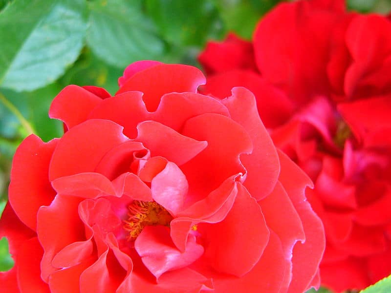Blumen für die Liebe und den Valentinstag: Rote Rosen