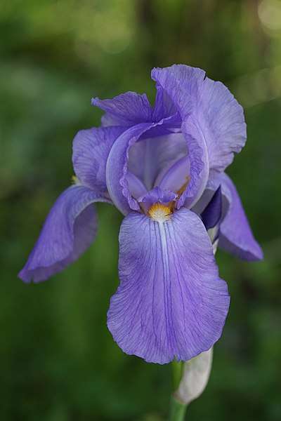 Flowers for love and Valentine&#39;s Day: irises