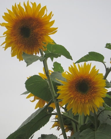 Flowers for love and Valentine&#39;s Day: sunflowers