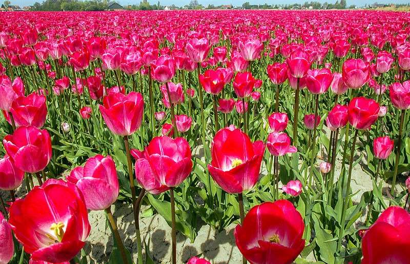 Flowers for love and Valentine&#39;s Day: tulips