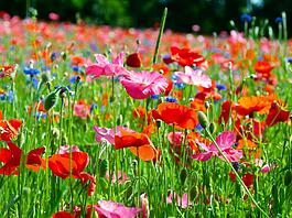 Leuchtendes Wildblumenfeld